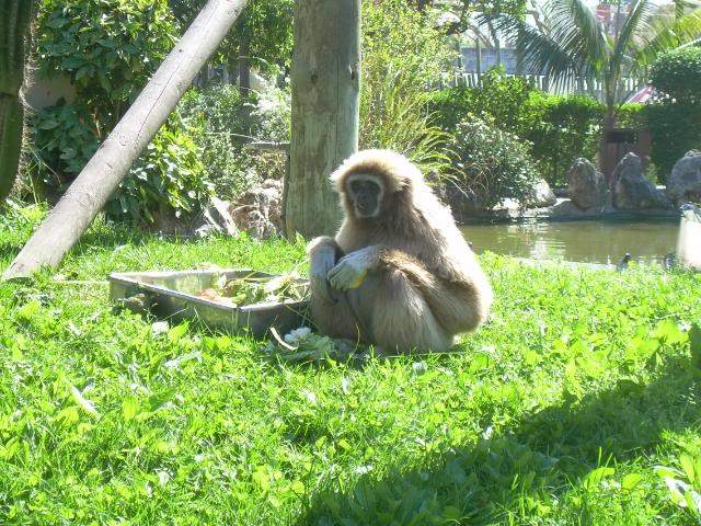 ai105.photobucket.com_albums_m219_bnuno40_Zoo_DSCN2601.jpg