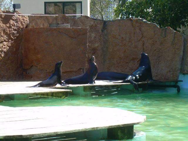 ai105.photobucket.com_albums_m219_bnuno40_Zoo_DSCN2602.jpg