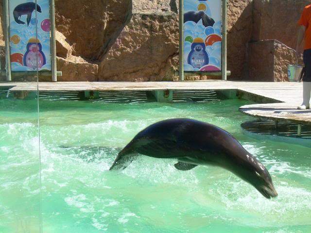 ai105.photobucket.com_albums_m219_bnuno40_Zoo_DSCN2606.jpg
