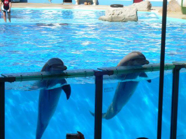 ai105.photobucket.com_albums_m219_bnuno40_Zoo_DSCN2610.jpg