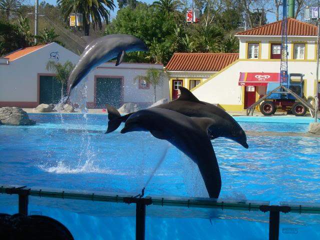 ai105.photobucket.com_albums_m219_bnuno40_Zoo_DSCN2616.jpg