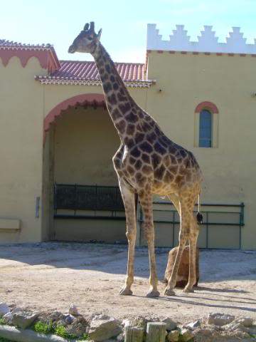 ai105.photobucket.com_albums_m219_bnuno40_Zoo_DSCN2620.jpg