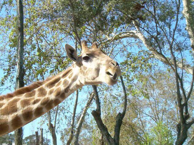 ai105.photobucket.com_albums_m219_bnuno40_Zoo_DSCN2622.jpg