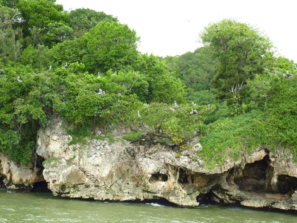 ai1051.photobucket.com_albums_s425_acristina1_Samana_202012_20Report_63HaitisesPelicanos.jpg
