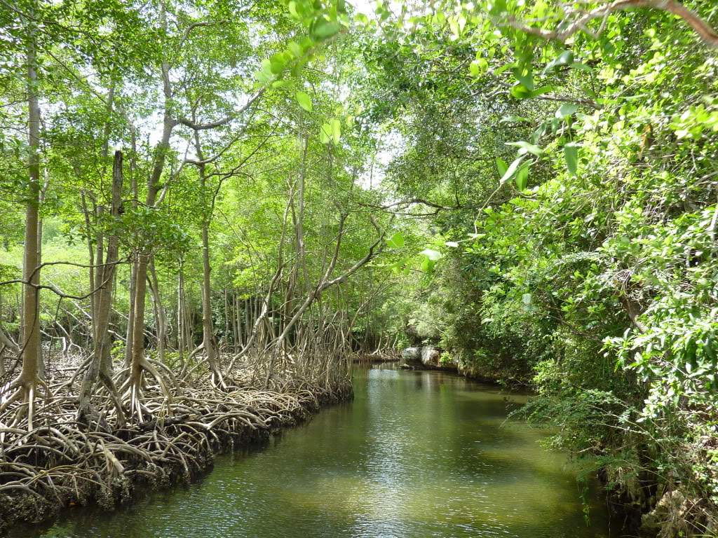 ai1051.photobucket.com_albums_s425_acristina1_Samana_202012_20Report_65HaitisesManglares.jpg