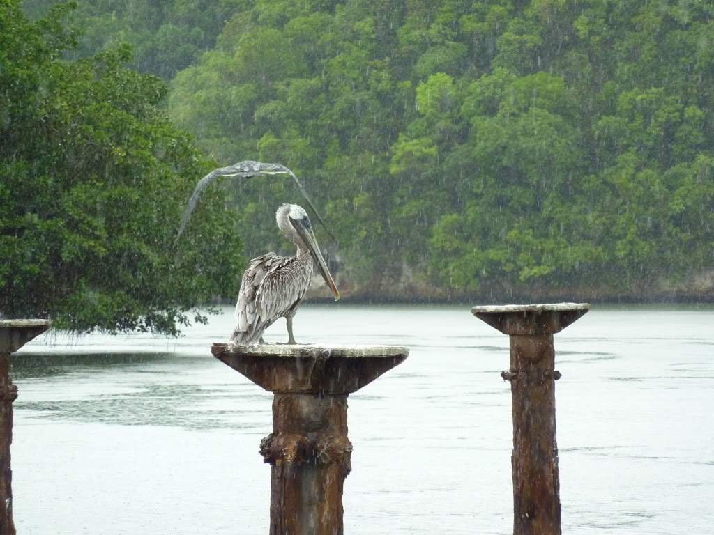 ai1051.photobucket.com_albums_s425_acristina1_Samana_202012_20Report_69Haitises.jpg
