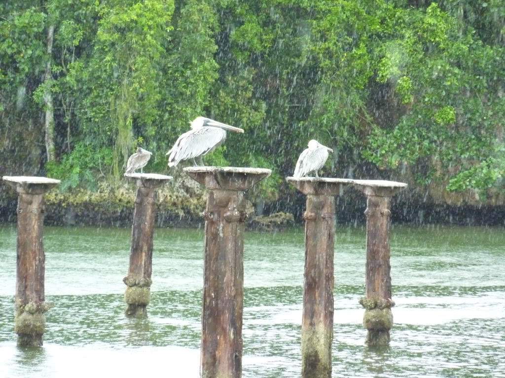ai1051.photobucket.com_albums_s425_acristina1_Samana_202012_20Report_70Haitises.jpg