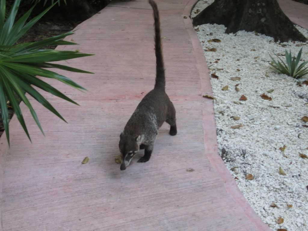 ai1060.photobucket.com_albums_t443_GrandeCruz_IMG_0056.jpg
