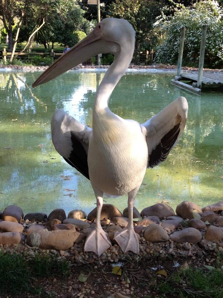 ai1062.photobucket.com_albums_t497_acribeiro14_Iphone124.jpg