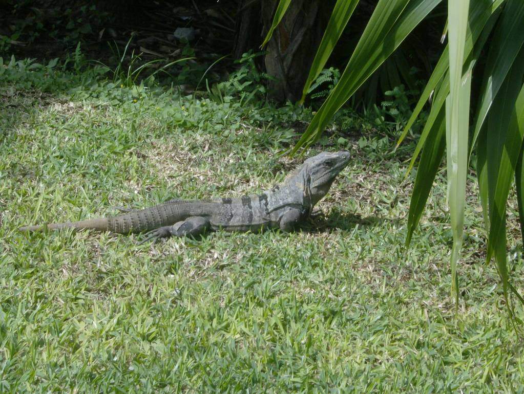 ai1069.photobucket.com_albums_u475_AnaisaFirmino_HPIM4602.jpg