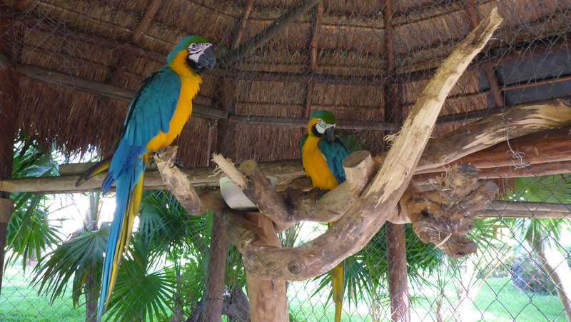 ai107.photobucket.com_albums_m301_pedrotdi150_Mexico_P1120146_zpstbpqbgyl.jpg