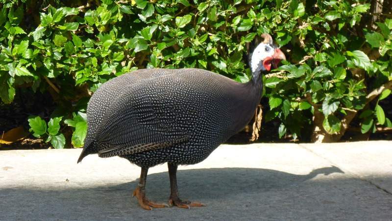 ai107.photobucket.com_albums_m301_pedrotdi150_Mexico_P1120189_zpsuxfgqwj4.jpg