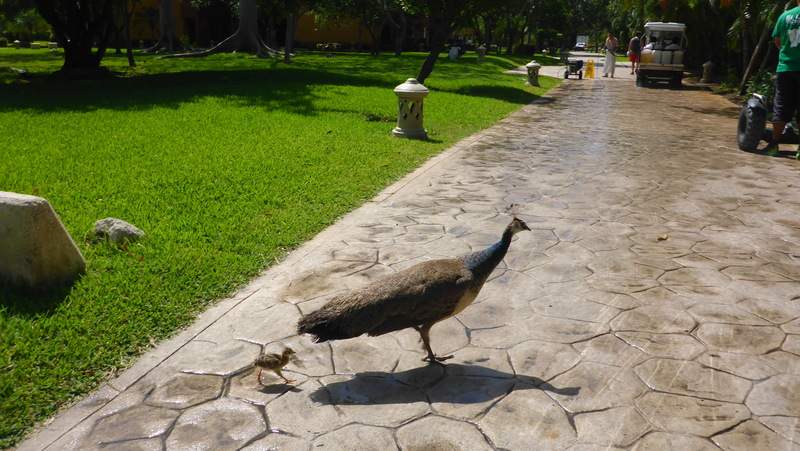 ai107.photobucket.com_albums_m301_pedrotdi150_Mexico_P1120220_zps11kydr4k.jpg
