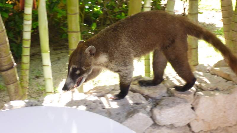 ai107.photobucket.com_albums_m301_pedrotdi150_Mexico_P1120269_zpsz43lcywr.jpg