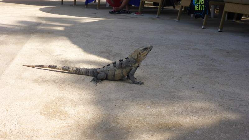 ai107.photobucket.com_albums_m301_pedrotdi150_Mexico_P1120274_zpskmz8oxdx.jpg
