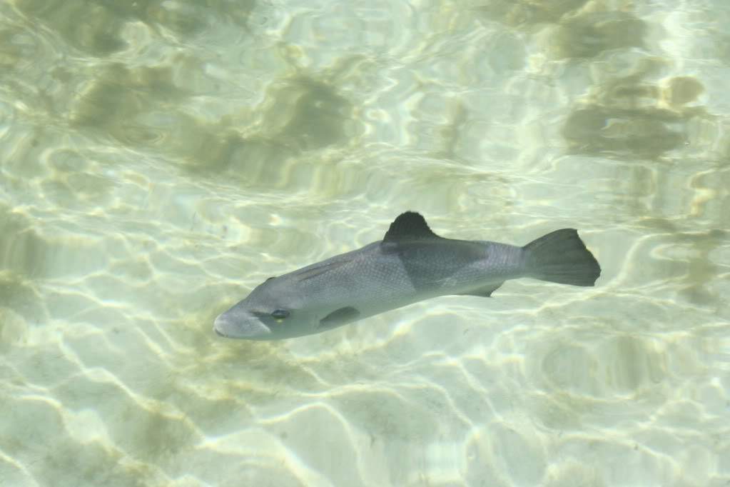 ai1076.photobucket.com_albums_w455_silana1__MG_0219.jpg