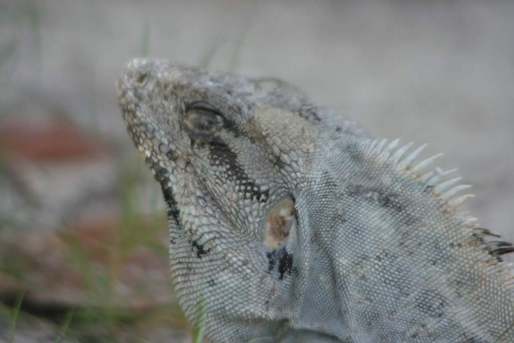 ai1076.photobucket.com_albums_w455_silana1_IMG_0289.jpg