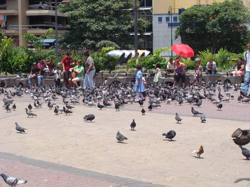 ai1080.photobucket.com_albums_j334_jnunes1977_Costa_20Rica_2012_1098Copiar_zps18ea43f3.jpg