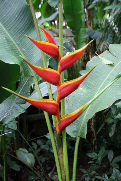 ai1080.photobucket.com_albums_j334_jnunes1977_Costa_20Rica_2019926709564cbc6c4a6d3ae0e545702ce.jpg