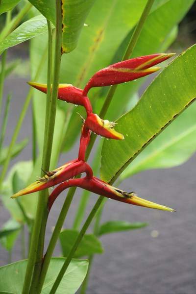ai1080.photobucket.com_albums_j334_jnunes1977_Costa_20Rica_2052678e0f35bde7a71fc3806b736bb7410.jpg