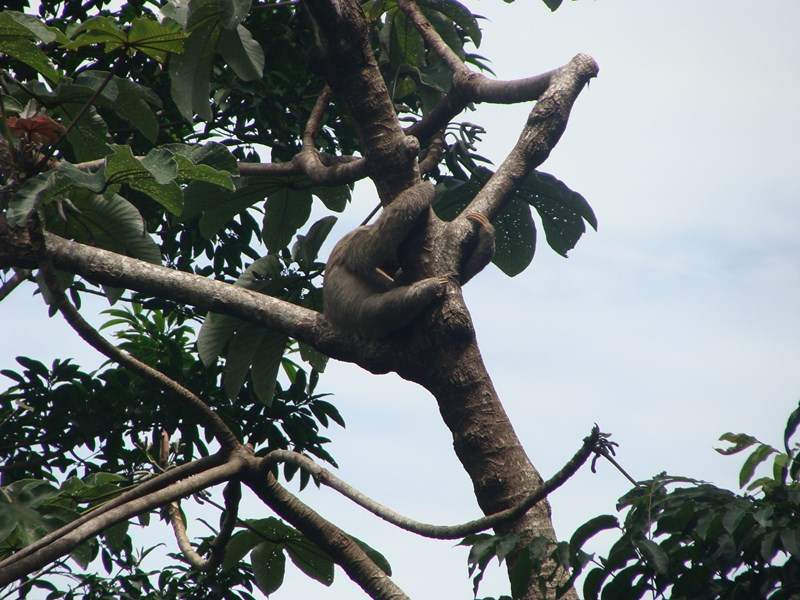 ai1080.photobucket.com_albums_j334_jnunes1977_Costa_20Rica_209_20a_2011_817Copiar_zps0e6f5486.jpg