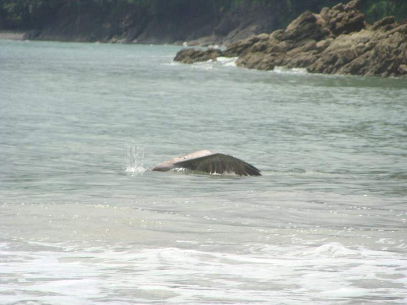 ai1080.photobucket.com_albums_j334_jnunes1977_Costa_20Rica_209_20a_2011_892Copiar_zps4952f24c.jpg
