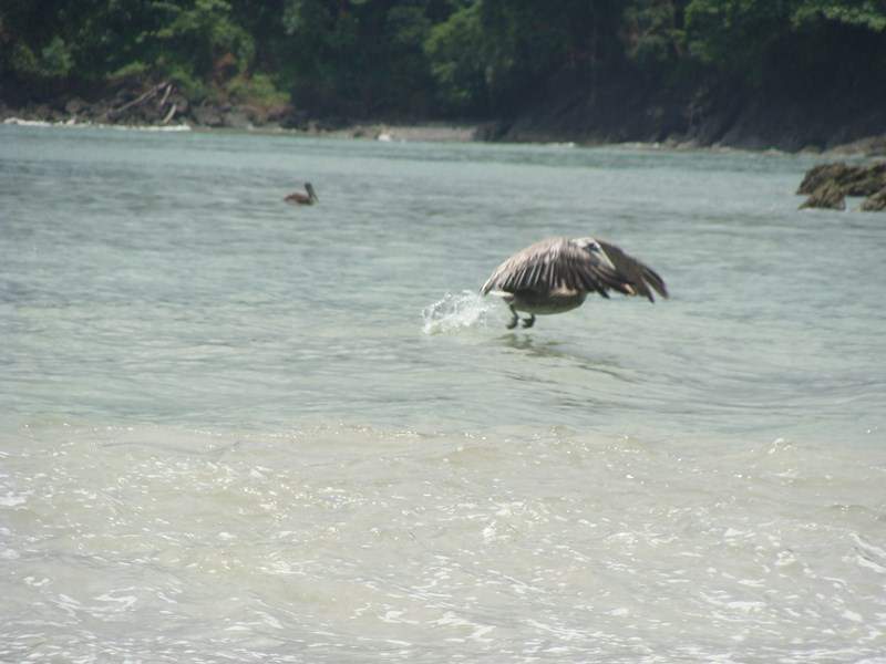 ai1080.photobucket.com_albums_j334_jnunes1977_Costa_20Rica_209_20a_2011_893Copiar_zps25f0e846.jpg