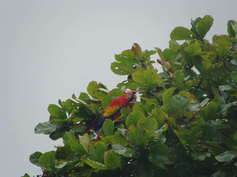 ai1080.photobucket.com_albums_j334_jnunes1977_Costa_20Rica_209_20a_2011_954Copiar_zps1d3e0bba.jpg