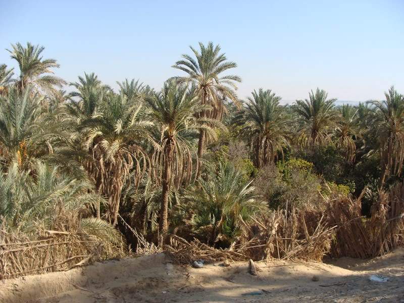 ai1080.photobucket.com_albums_j334_jnunes1977_egipto_201_SONY_Egipto2010231800x600.jpg