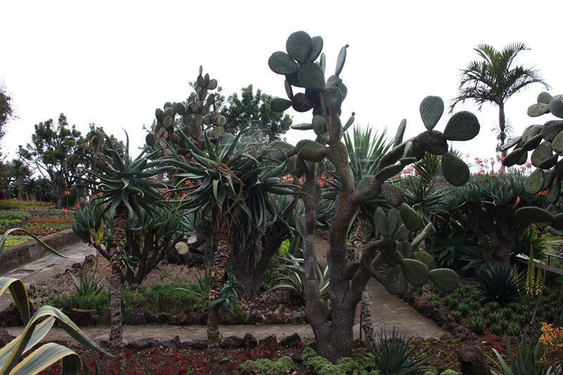 ai1080.photobucket.com_albums_j334_jnunes1977_Madeira_2013_246800x600_zps8d71ad39.jpg