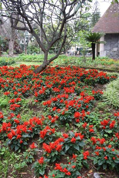 ai1080.photobucket.com_albums_j334_jnunes1977_Madeira_2013_295800x600_zps2b732a42.jpg