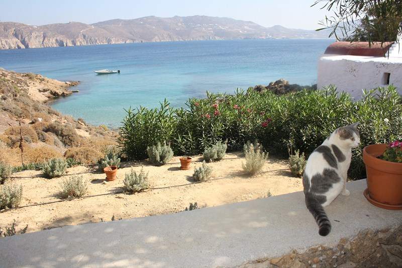 ai1080.photobucket.com_albums_j334_jnunes1977_Mykonos_II_Mykonos622Copiar.jpg