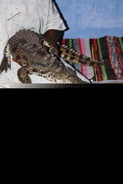 ai1080.photobucket.com_albums_j334_jnunes1977_nubios_egipto20103711800x600.jpg