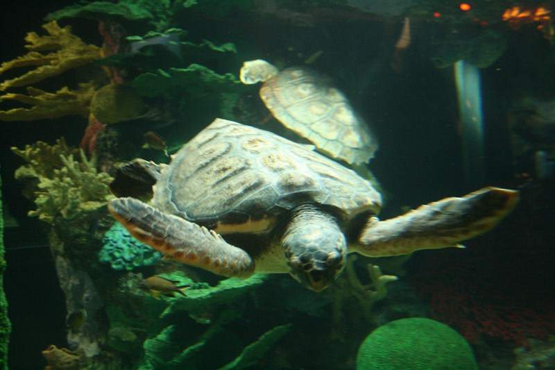 ai1080.photobucket.com_albums_j334_jnunes1977_Oceanario_124800x600.jpg