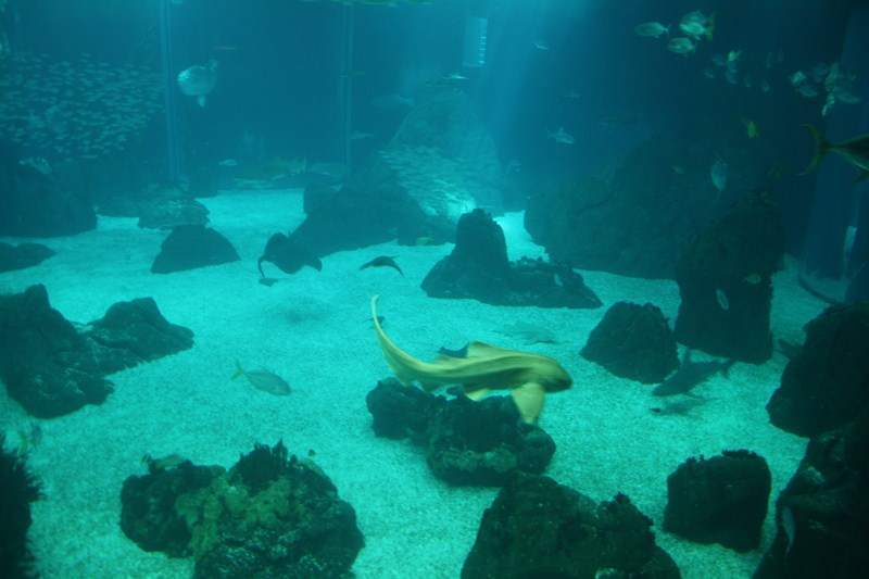 ai1080.photobucket.com_albums_j334_jnunes1977_Oceanario_172800x600.jpg