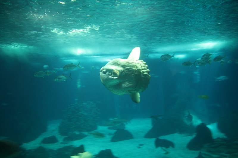 ai1080.photobucket.com_albums_j334_jnunes1977_Oceanario_175800x600.jpg