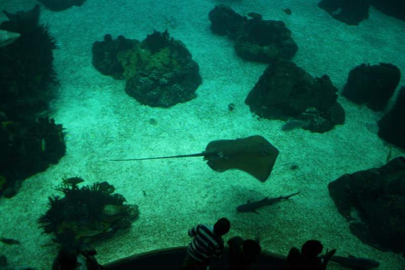 ai1080.photobucket.com_albums_j334_jnunes1977_Oceanario_176800x600.jpg