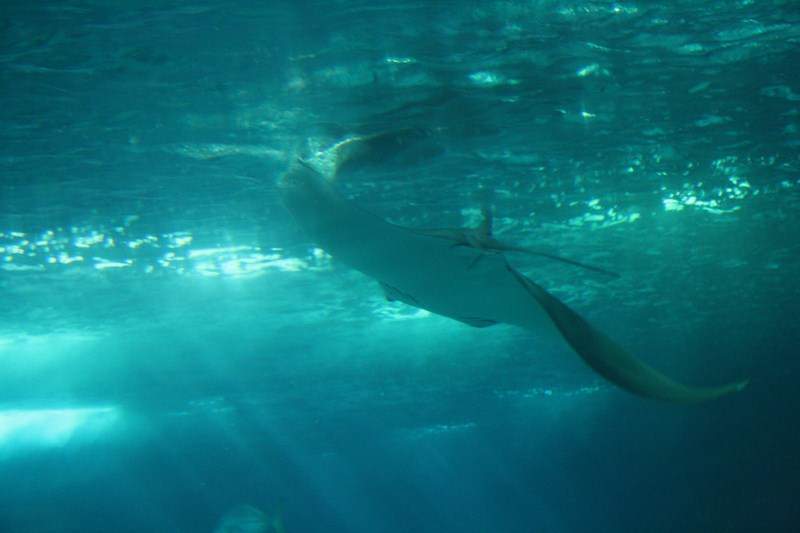 ai1080.photobucket.com_albums_j334_jnunes1977_Oceanario_210800x600.jpg