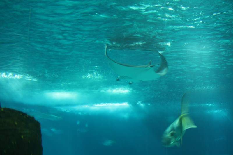 ai1080.photobucket.com_albums_j334_jnunes1977_Oceanario_219800x600.jpg