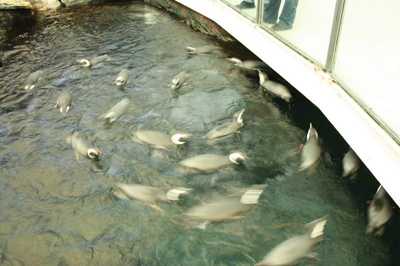 ai1080.photobucket.com_albums_j334_jnunes1977_Oceanario_231800x600.jpg