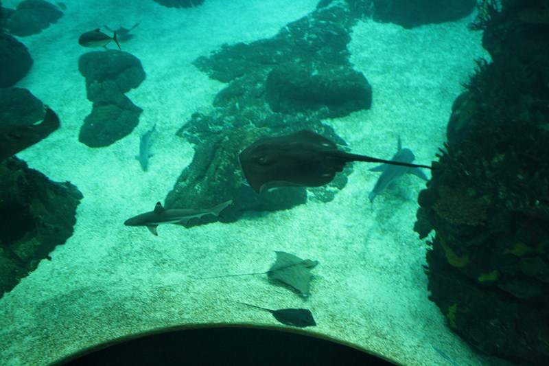 ai1080.photobucket.com_albums_j334_jnunes1977_Oceanario_286800x600.jpg