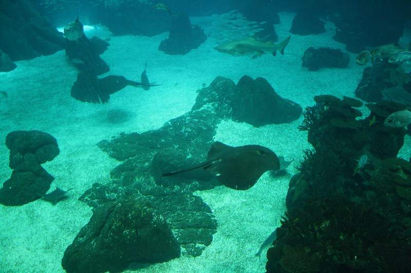 ai1080.photobucket.com_albums_j334_jnunes1977_Oceanario_289800x600.jpg