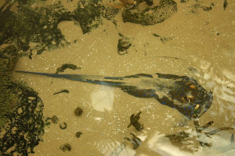 ai1080.photobucket.com_albums_j334_jnunes1977_Oceanario_322800x600.jpg