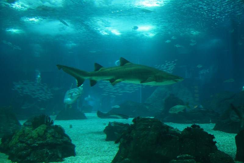 ai1080.photobucket.com_albums_j334_jnunes1977_Oceanario_347800x600.jpg
