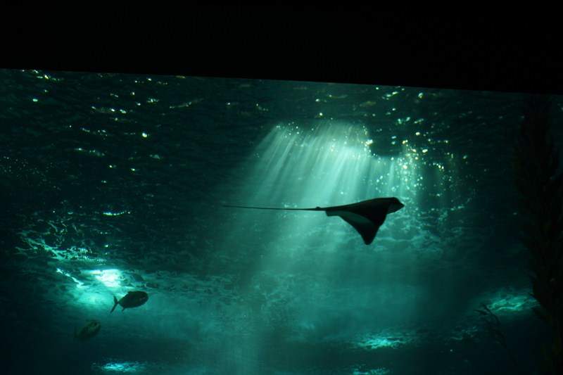 ai1080.photobucket.com_albums_j334_jnunes1977_Oceanario_397800x600.jpg