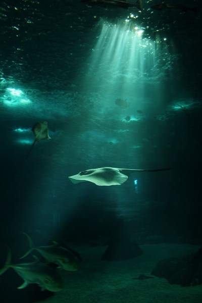 ai1080.photobucket.com_albums_j334_jnunes1977_Oceanario_407800x600.jpg
