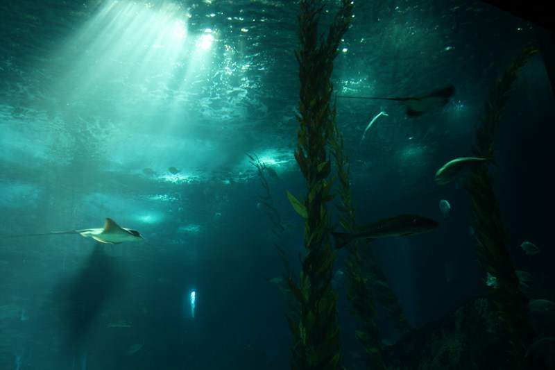 ai1080.photobucket.com_albums_j334_jnunes1977_Oceanario_413800x600.jpg