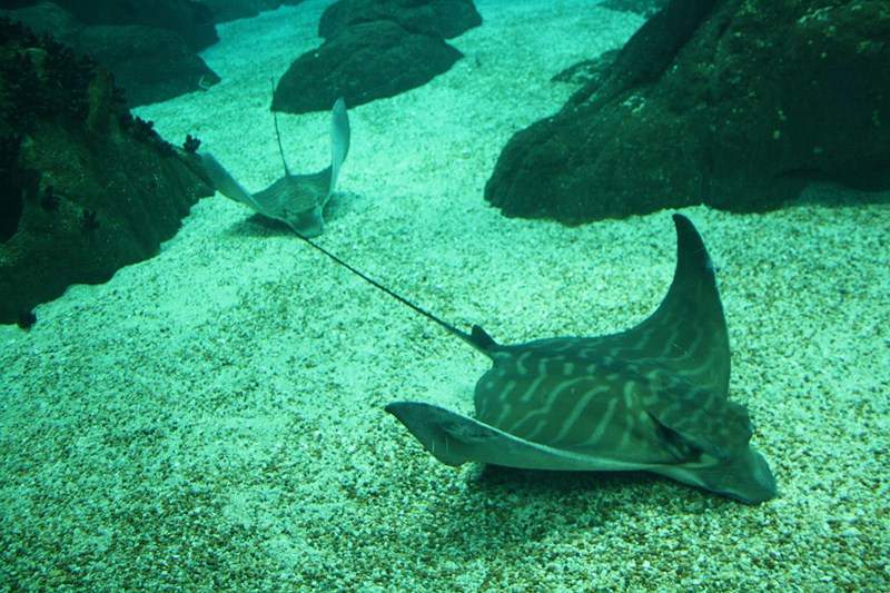 ai1080.photobucket.com_albums_j334_jnunes1977_Oceanario_444800x600.jpg