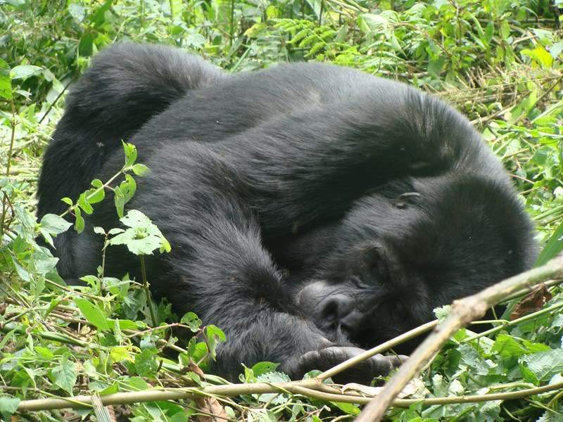 ai1080.photobucket.com_albums_j334_jnunes1977_Uganda_20__20Dia_2011_ugandas1084800x600.jpg