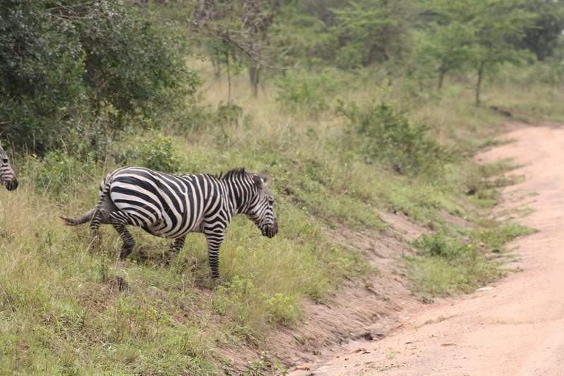 ai1080.photobucket.com_albums_j334_jnunes1977_Uganda_20__20Dia_2015_uganda4107800x600.jpg